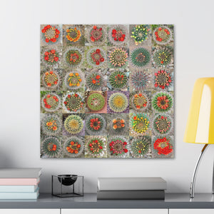 Beautiful Cactus in Bloom Collage