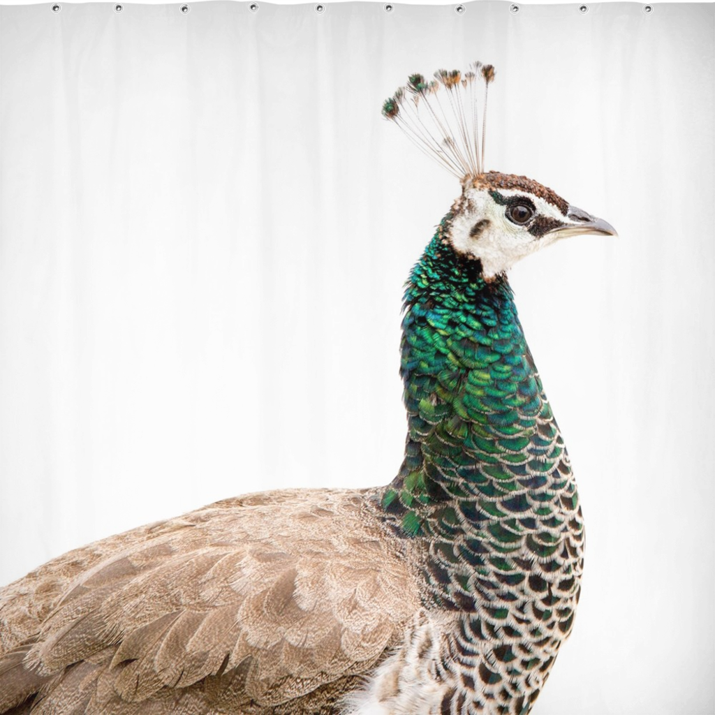 Portuguese Peacock Shower Curtain: Scott Herndon Photography