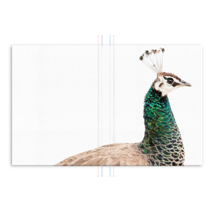 Portuguese Peacock Journal: Scott Herndon Photography