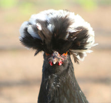 Load image into Gallery viewer, Neck gaiter - funny, playful chicken neck face mask, face shield