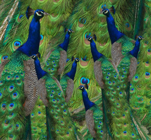 Neck gaiter - Peacocks - Peacock Neck warmer - Peacock Face Shield