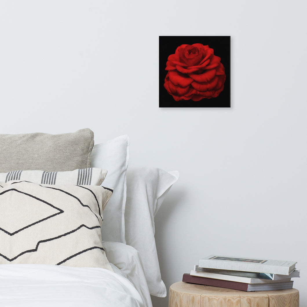 Canvas Print: Red Camellia
